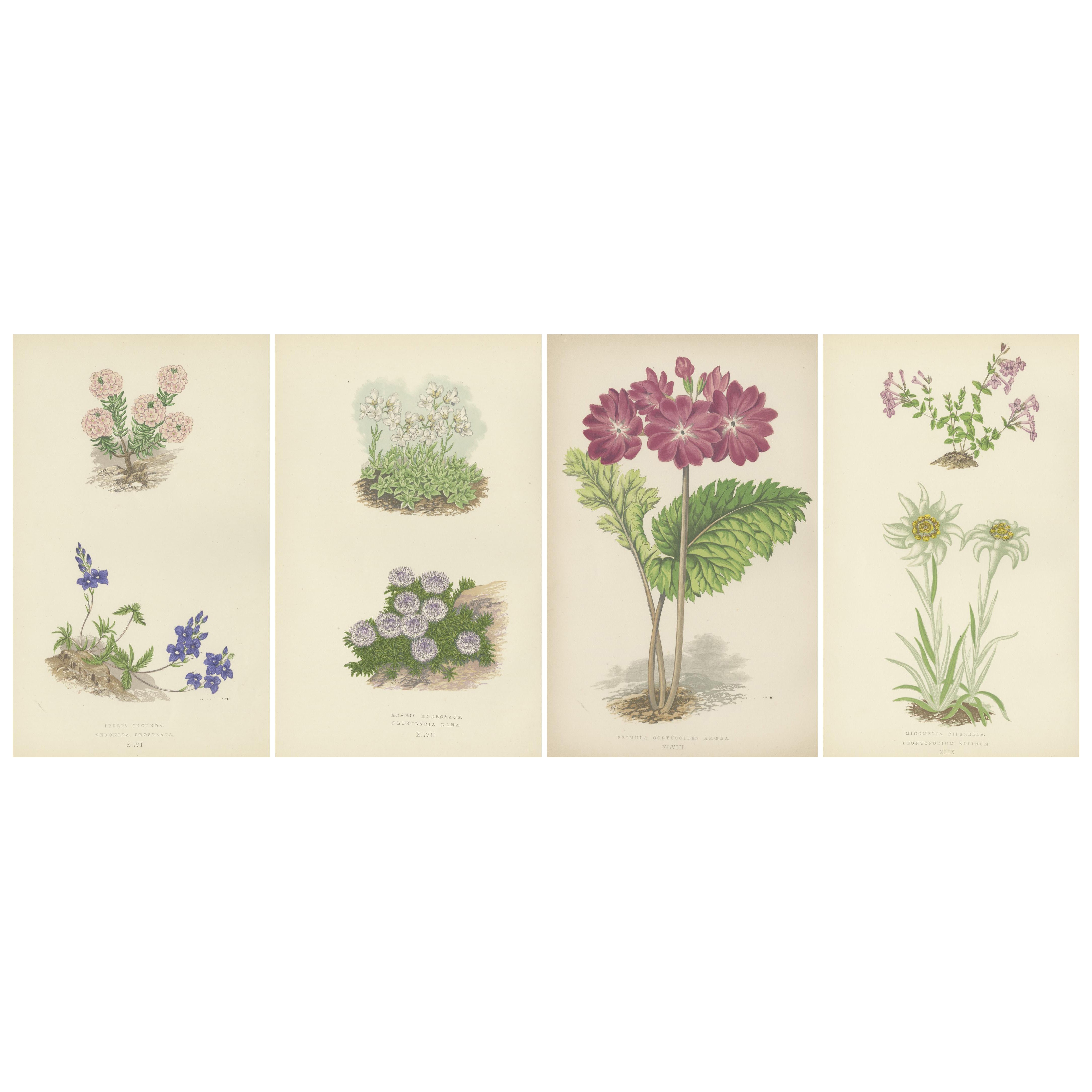 Alpines botanisches Lithographie-Quartett: Micomeria, Edelweiß, Primula und Arabis