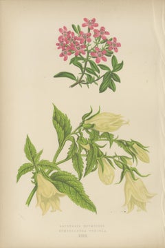 Alpine Botanical Print of Rock Soapwort and Nodding Bellflower, 1874