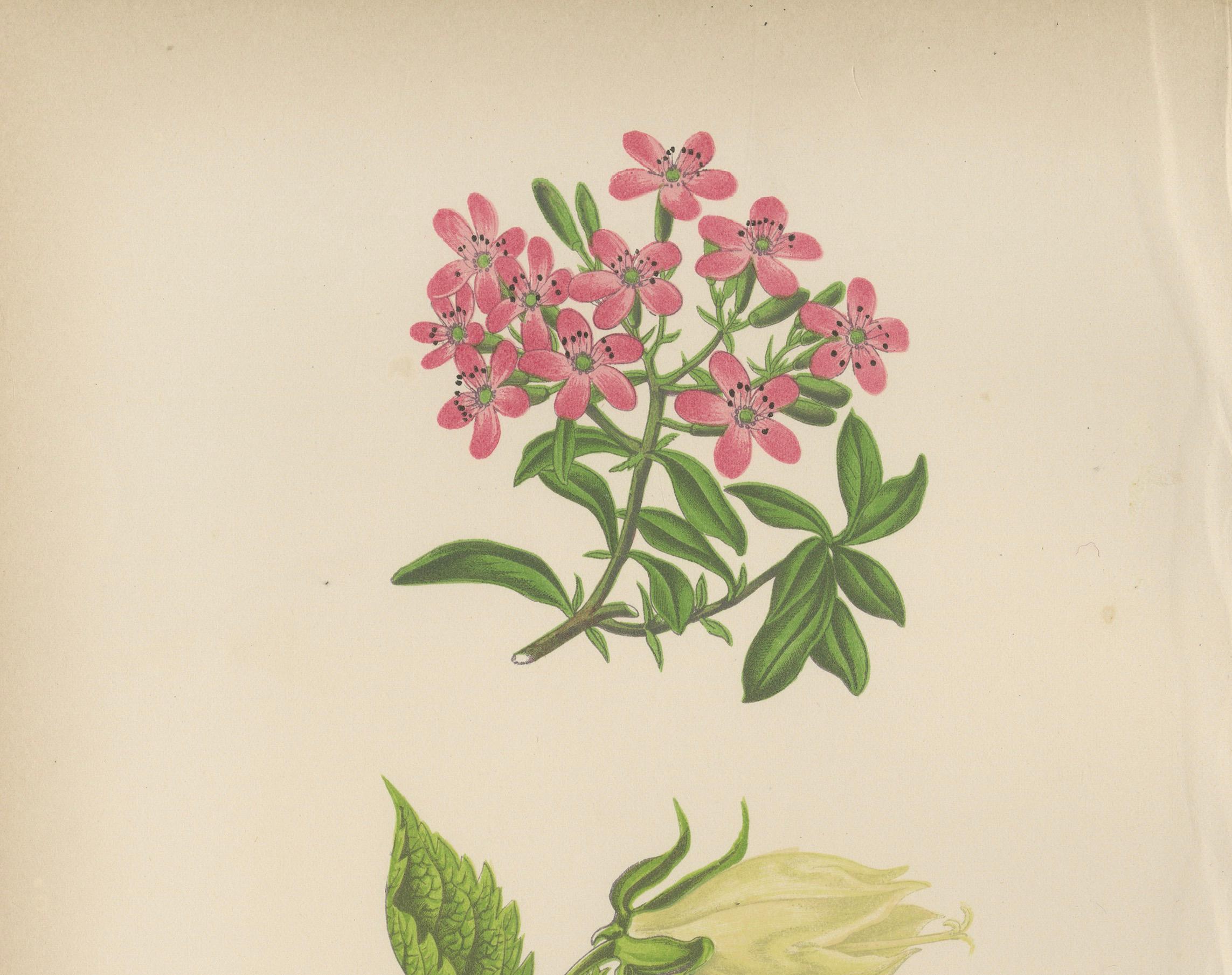Alpiner botanischer Druck von Seifenkraut und Wackelglockenblume, 1874 im Zustand „Gut“ im Angebot in Langweer, NL