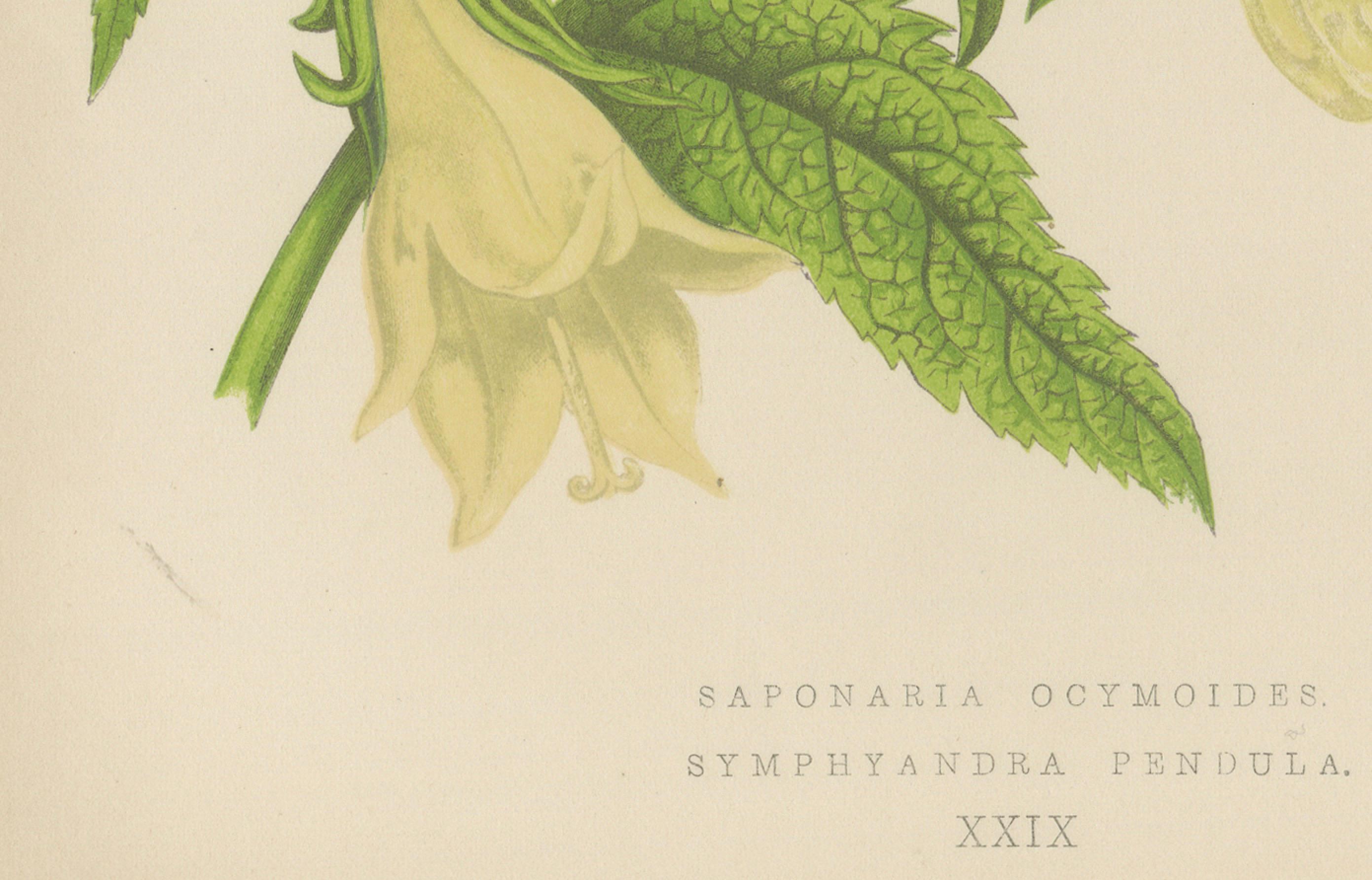 Alpiner botanischer Druck von Seifenkraut und Wackelglockenblume, 1874 (Spätes 19. Jahrhundert) im Angebot