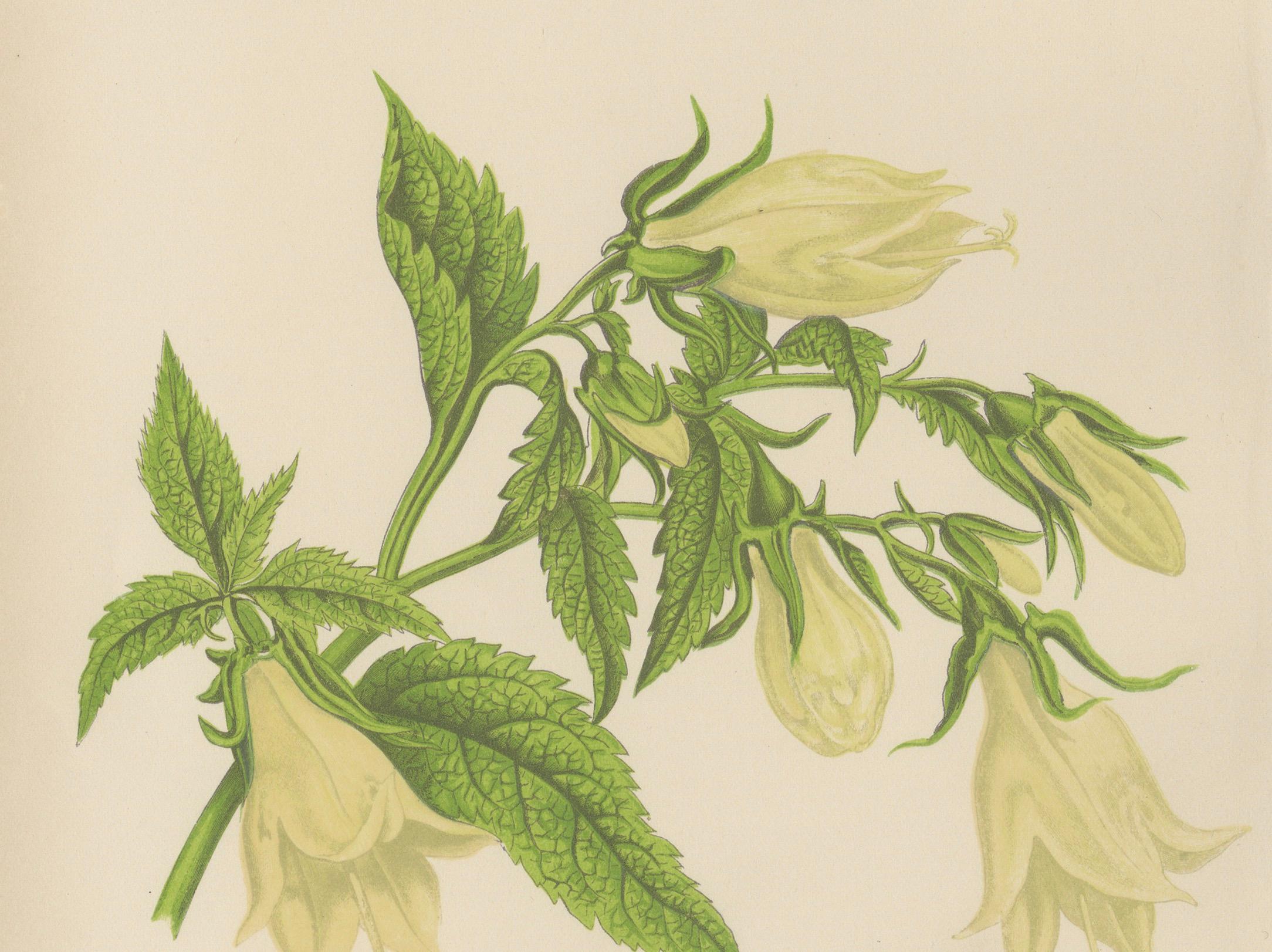 Alpiner botanischer Druck von Seifenkraut und Wackelglockenblume, 1874 (Papier) im Angebot