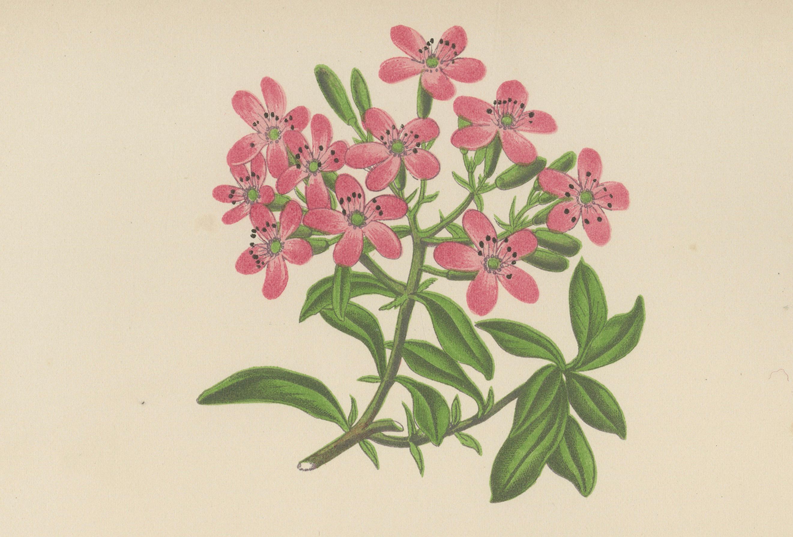Alpiner botanischer Druck von Seifenkraut und Wackelglockenblume, 1874 im Angebot 1