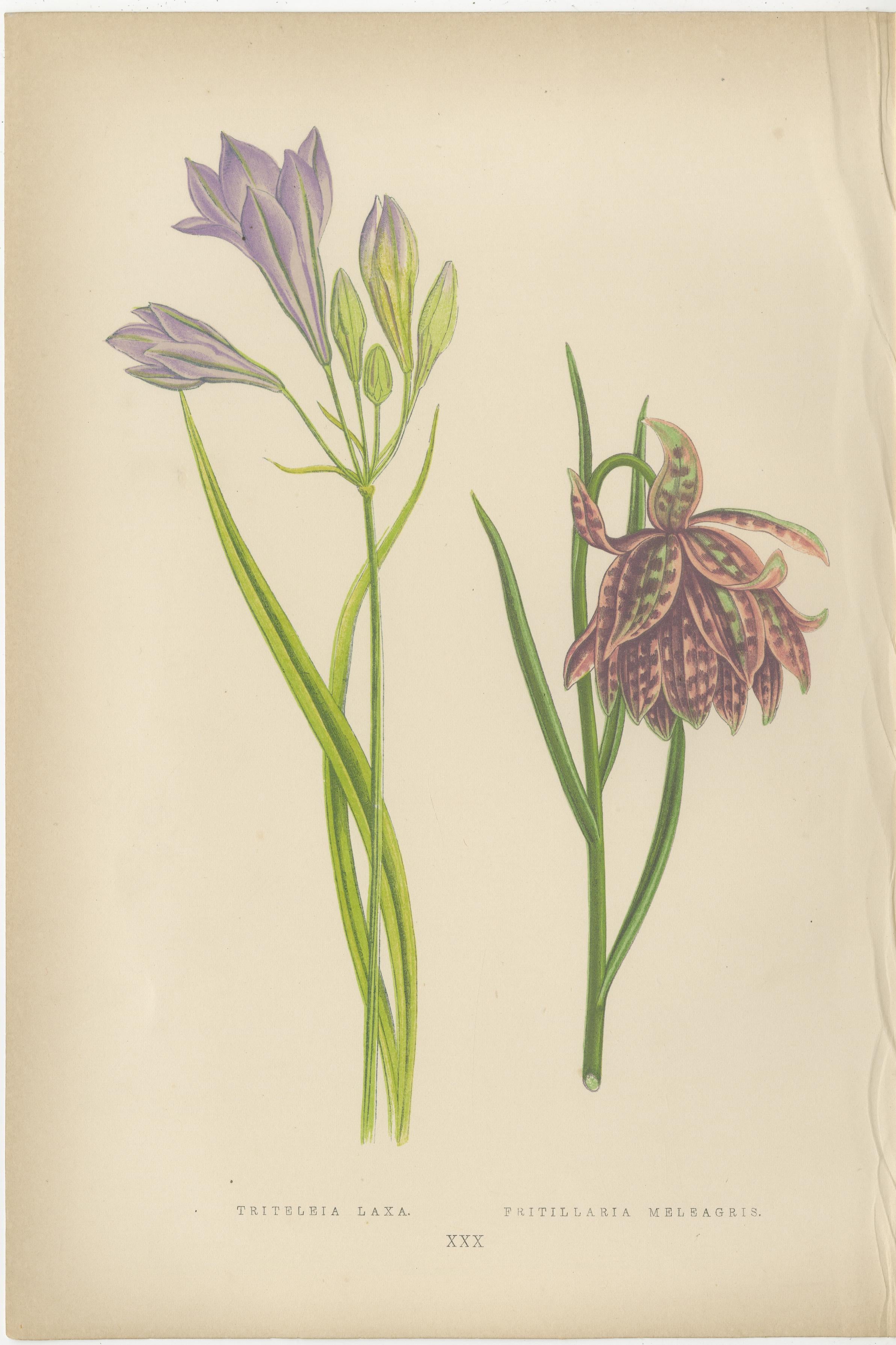 Titel: Alpine botanische Drucke von alpenblauer Gilia und violetter Mohnmalve

Beschreibung: Dieses reizvolle Paar botanischer Lithografien, das 1874 von George Bell and Sons in London veröffentlicht wurde, zeigt zwei bezaubernde Arten der alpinen