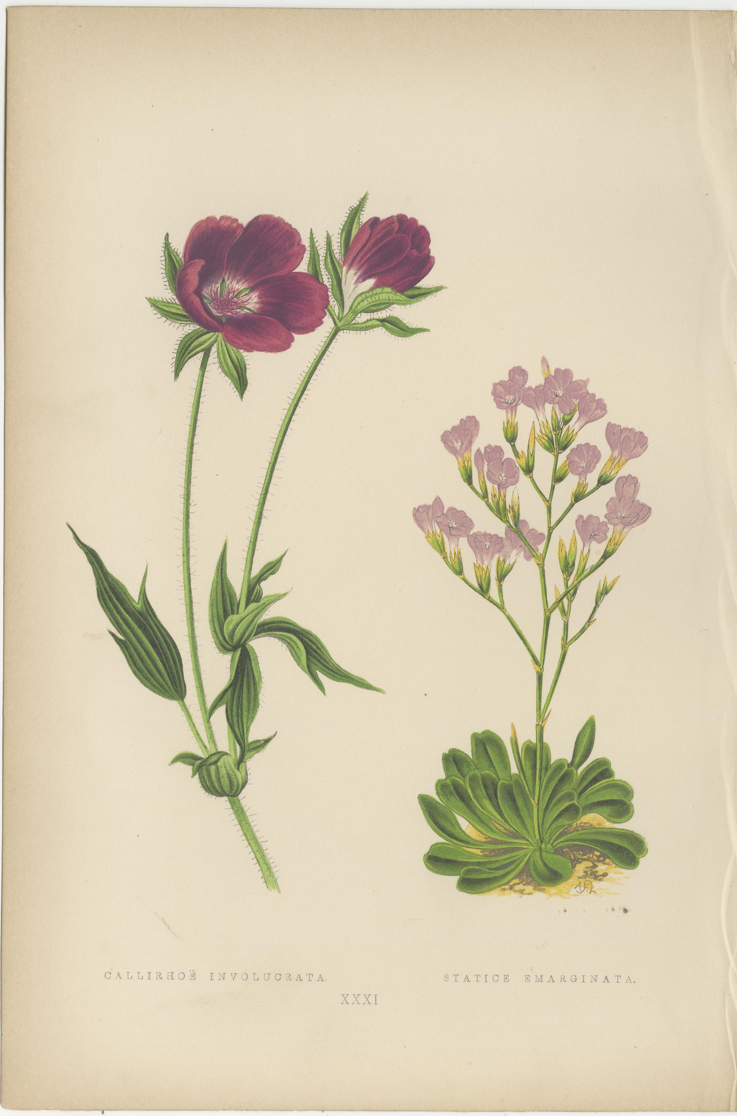 Alpine botanische Drucke von blauer Alpengilia und violetter Mohnmalve, 1874 im Zustand „Gut“ im Angebot in Langweer, NL