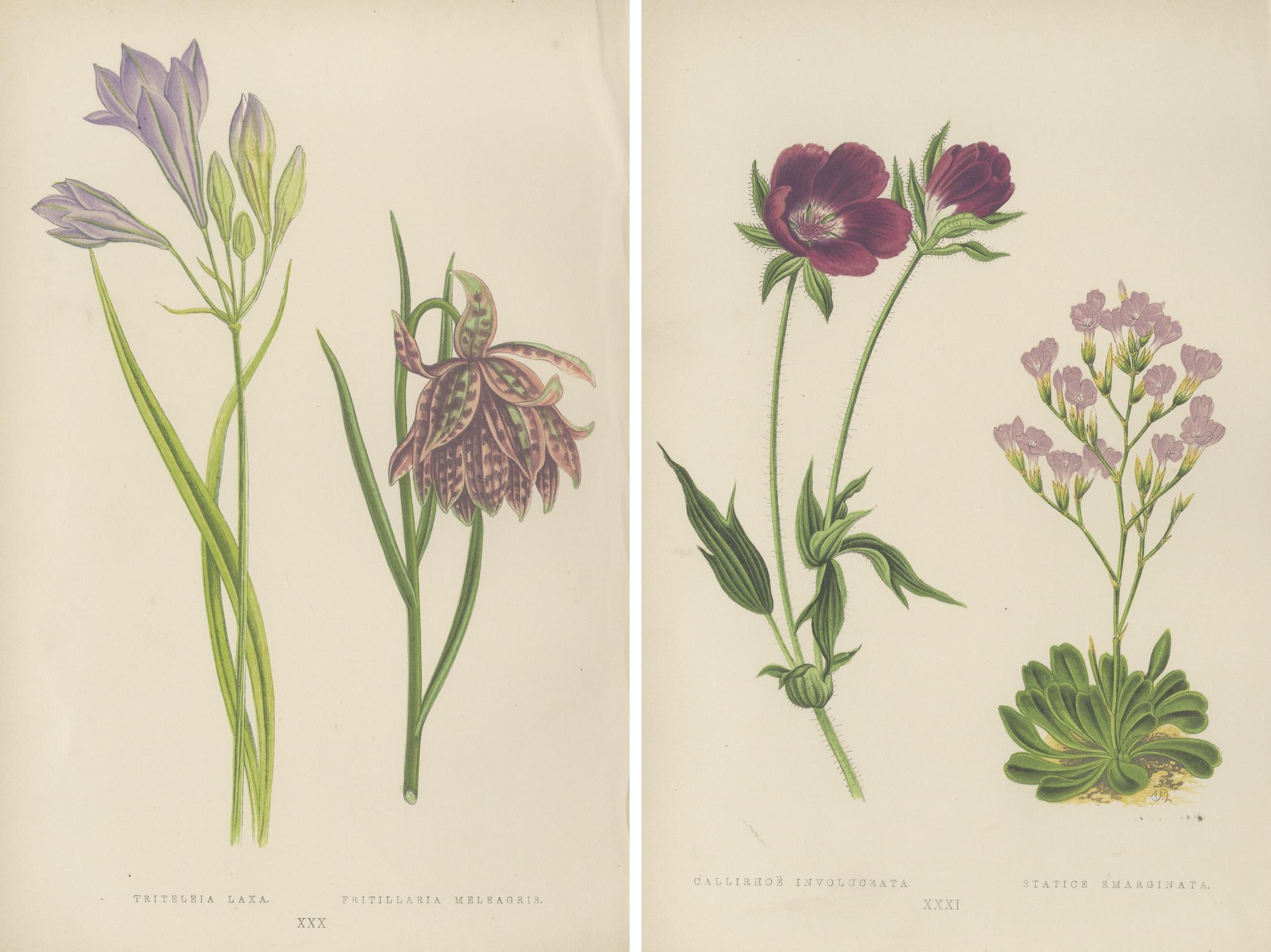 Alpine botanische Drucke von blauer Alpengilia und violetter Mohnmalve, 1874 (Spätes 19. Jahrhundert) im Angebot
