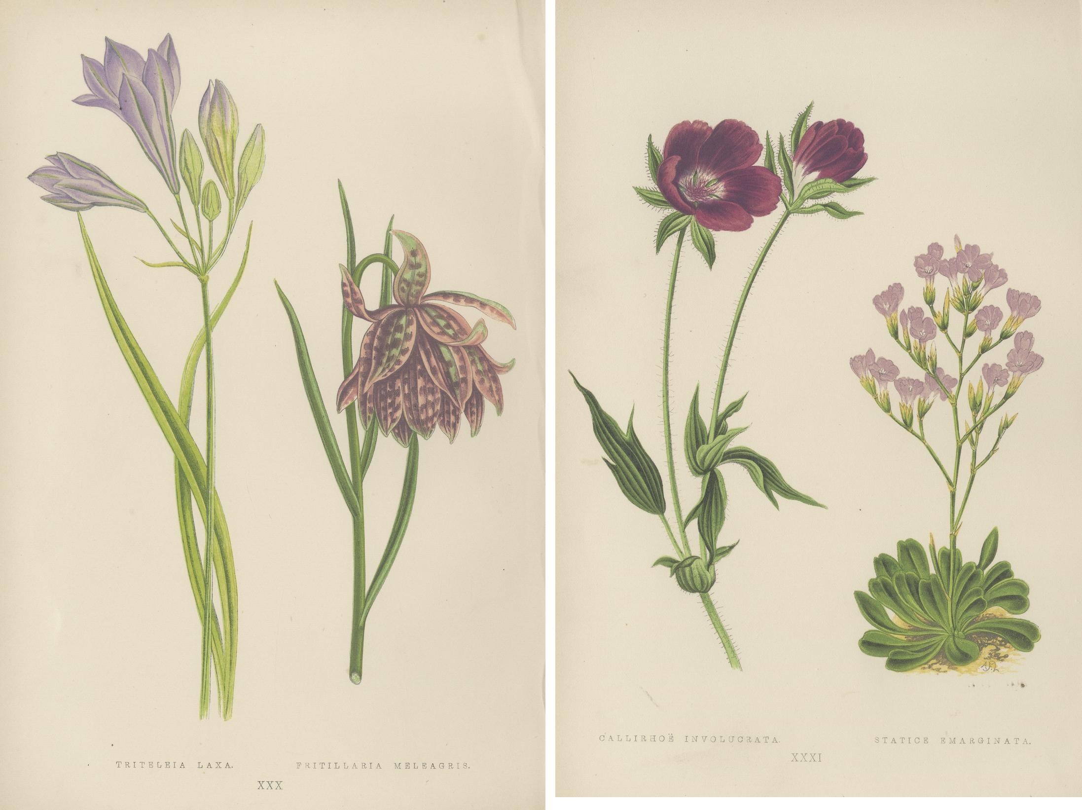 Alpine botanische Drucke von blauer Alpengilia und violetter Mohnmalve, 1874 (Papier) im Angebot