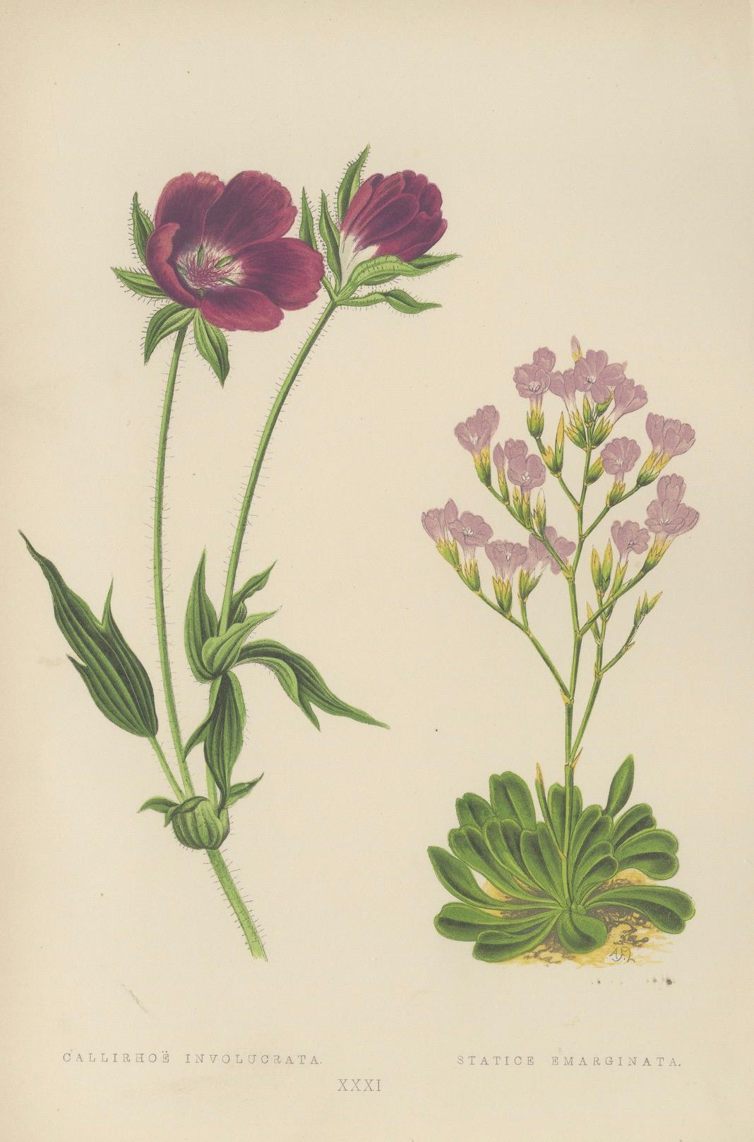 Alpine botanische Drucke von blauer Alpengilia und violetter Mohnmalve, 1874 im Angebot 1