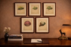 Alpine Botanical Prints Set of 5, Aretia & Douglasia, Antique Chromolithos, 1897