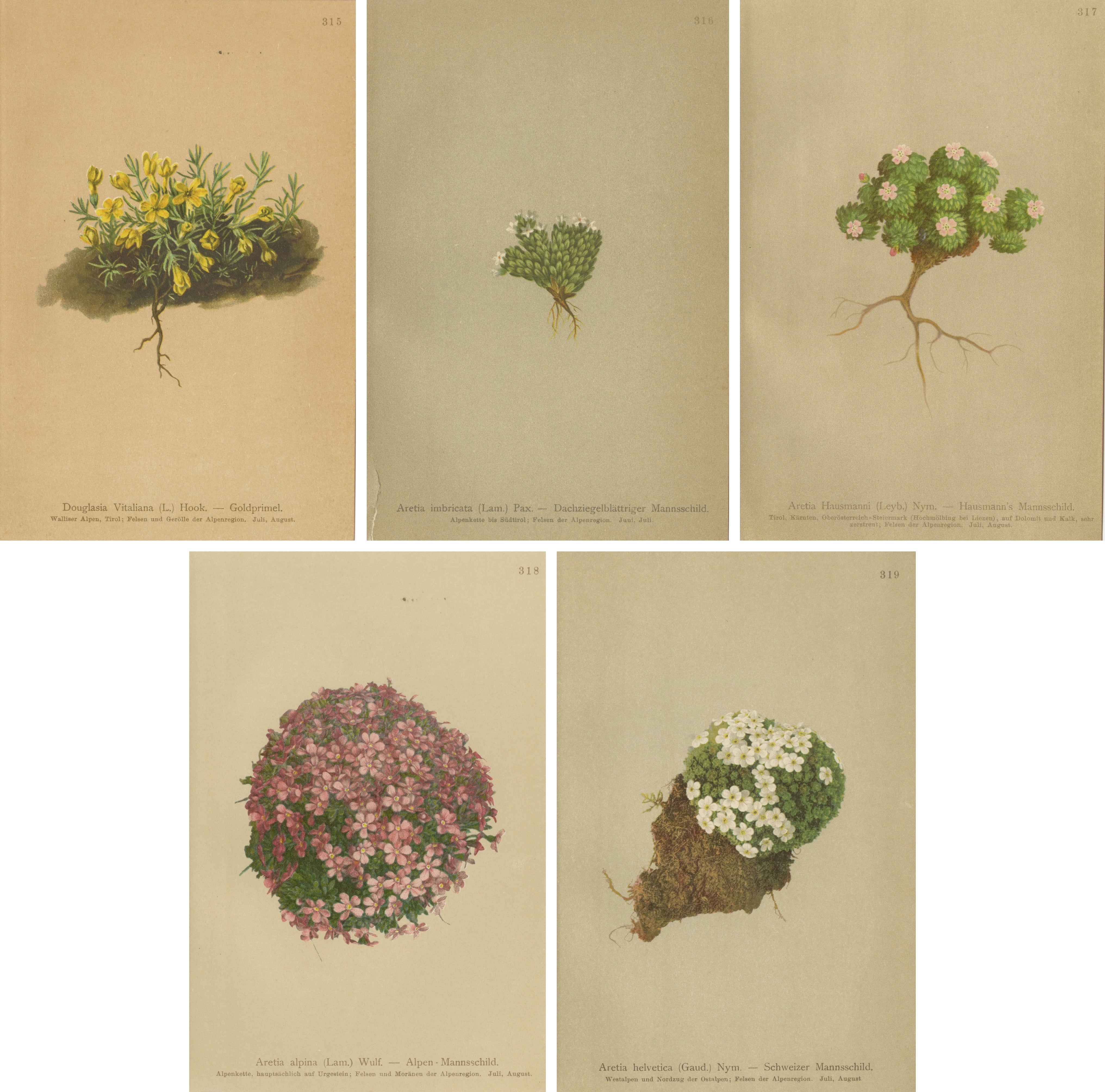 Set di 5 stampe botaniche alpine, Aretia e Douglasia, Cromolito antico, 1897