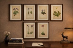 Alpine Botanical Prints Set of 6, Antique Chromolithographs, Primula Series 1897