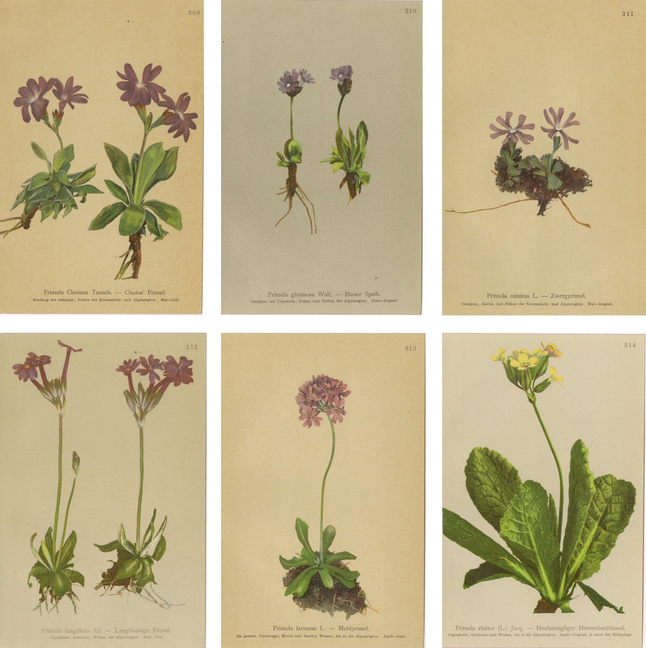 Alpine Botanical Prints Set of 6, Antique Chromolithographs, Primula Series 1897