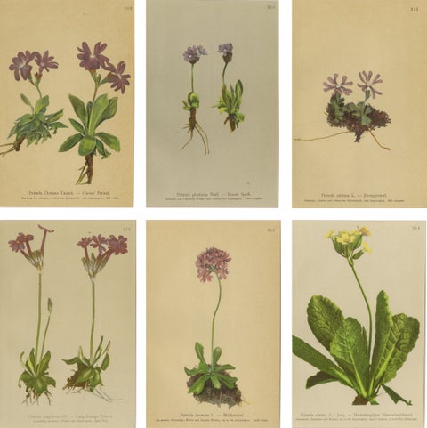 Alpine Botanical Prints Set of 6, Antique Chromolithographs, Primula Series 1897