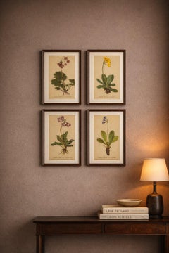 Alpine Botanical Prints Set, Primula & Cortusa, Palla Atlas, 1897