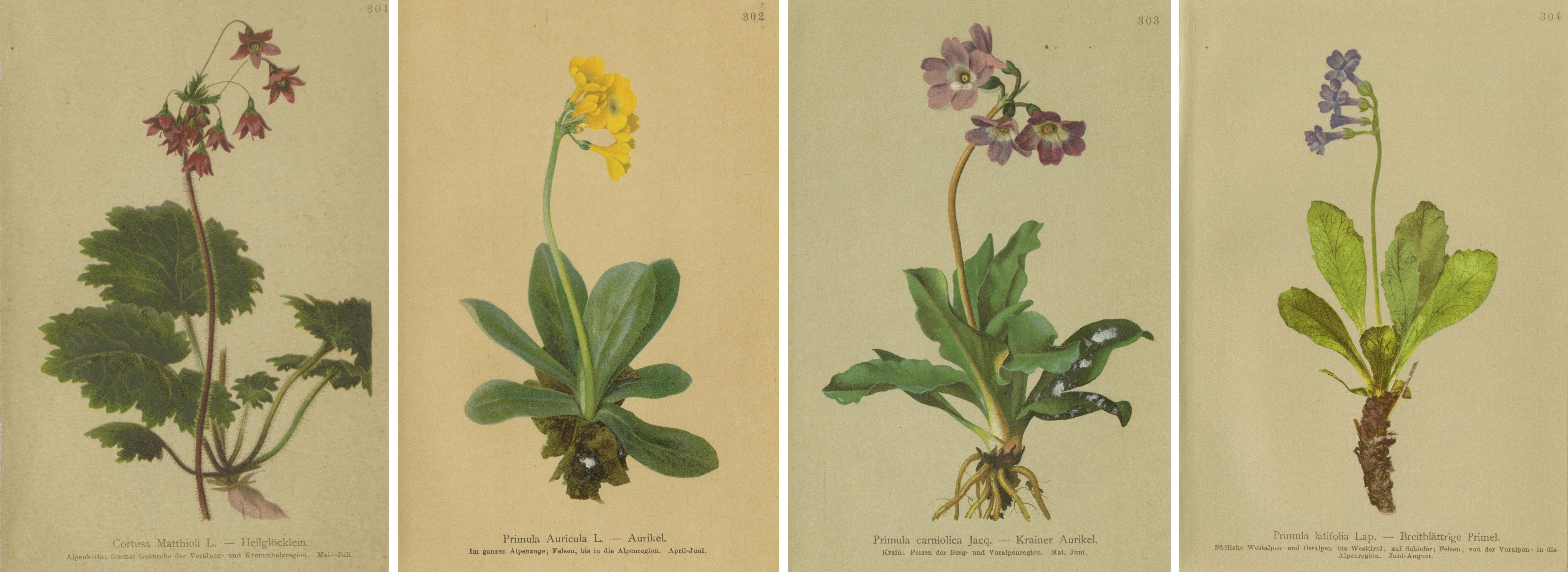 Alpine Botanical Prints Set, Primula & Cortusa, Palla Atlas, 1897