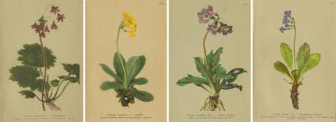 Alpine Botanical Prints Set, Primula & Cortusa, Palla Atlas, 1897