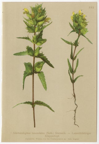 Alpine Foxglove & Wildflowers, Small Seizded Antique Botanical Print Set, 1897, view 10