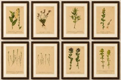 Alpine Foxglove & Wildflowers – Small Seizded Antique Botanical Print Set, 1897