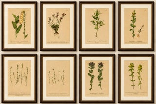 Alpine Foxglove & Wildflowers, Small Seizded Antique Botanical Print Set, 1897, view 2
