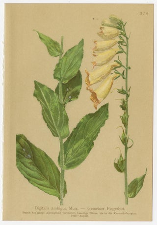 Alpine Foxglove & Wildflowers, Small Seizded Antique Botanical Print Set, 1897, view 3