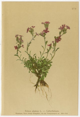 Alpine Foxglove & Wildflowers, Small Seizded Antique Botanical Print Set, 1897, view 4