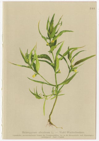 Alpine Foxglove & Wildflowers, Small Seizded Antique Botanical Print Set, 1897, view 5