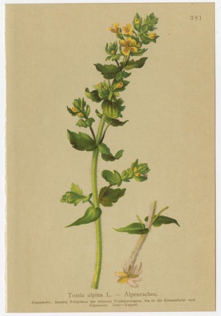 Alpine Foxglove & Wildflowers, Small Seizded Antique Botanical Print Set, 1897, view 6