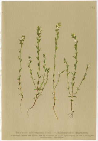 Alpine Foxglove & Wildflowers, Small Seizded Antique Botanical Print Set, 1897, view 7