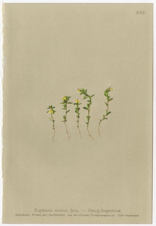 Alpine Foxglove & Wildflowers, Small Seizded Antique Botanical Print Set, 1897, view 8