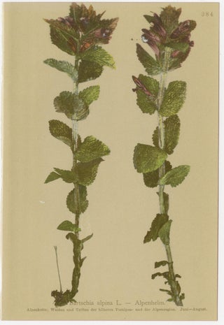 Alpine Foxglove & Wildflowers, Small Seizded Antique Botanical Print Set, 1897, view 9