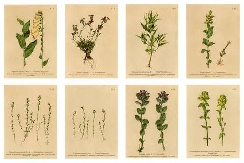 Alpine Foxglove & Wildflowers – Small Seizded Antique Botanical Print Set, 1897