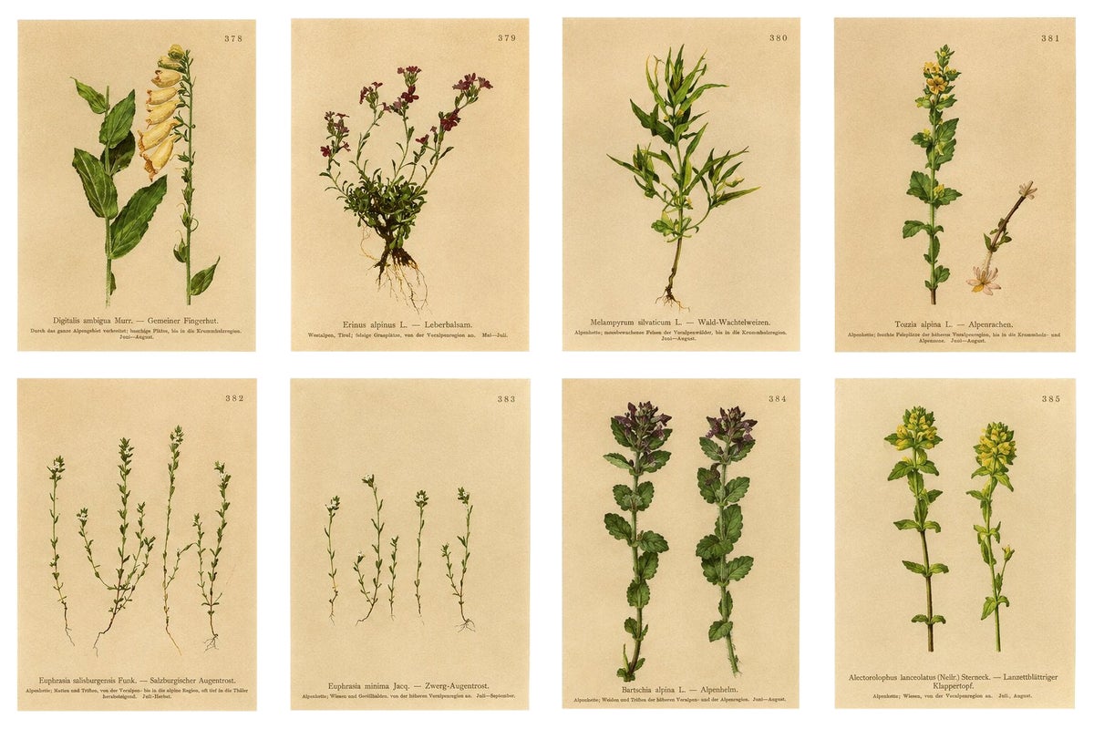 Alpine Foxglove & Wildflowers, Small Seizded Antique Botanical Print Set, 1897