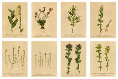Alpine Foxglove & Wildflowers – Small Seizded Antique Botanical Print Set, 1897