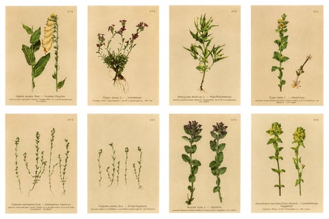 Alpine Foxglove & Wildflowers, Small Seizded Antique Botanical Print Set, 1897
