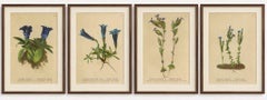 Alpine Gentian Botanical Prints Set, Antique Chromolithographs c.1897