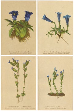 Alpine Gentian Botanical Prints Set, Antique Chromolithographs c.1897