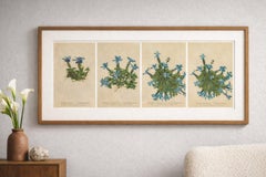 Alpine Gentian Botanical Prints Set of 4, Antique Chromolithographs 1897