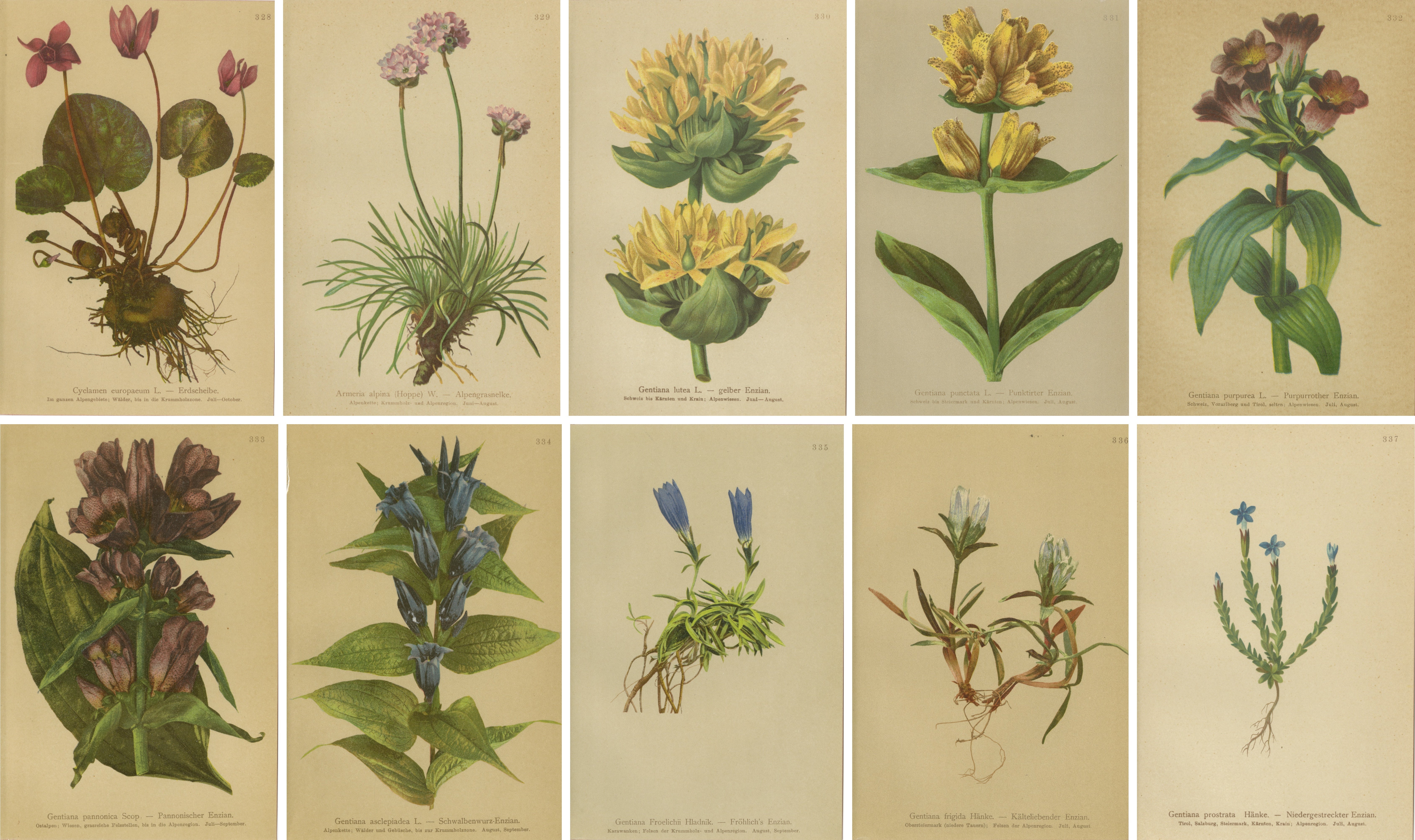 Alpine Gentiana Botanical Wall Collection, Set of 10, Antique Chromolithos, 1897