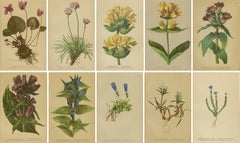 Botanische Wandkollektion Alpine Gentiana, 10er-Set, antikes Chromolithos, 1897