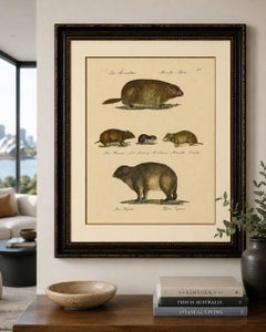 Alpine Marmot, Hamster, Lemming & Rock Hyrax, Brodtmann Lithograph, 1816