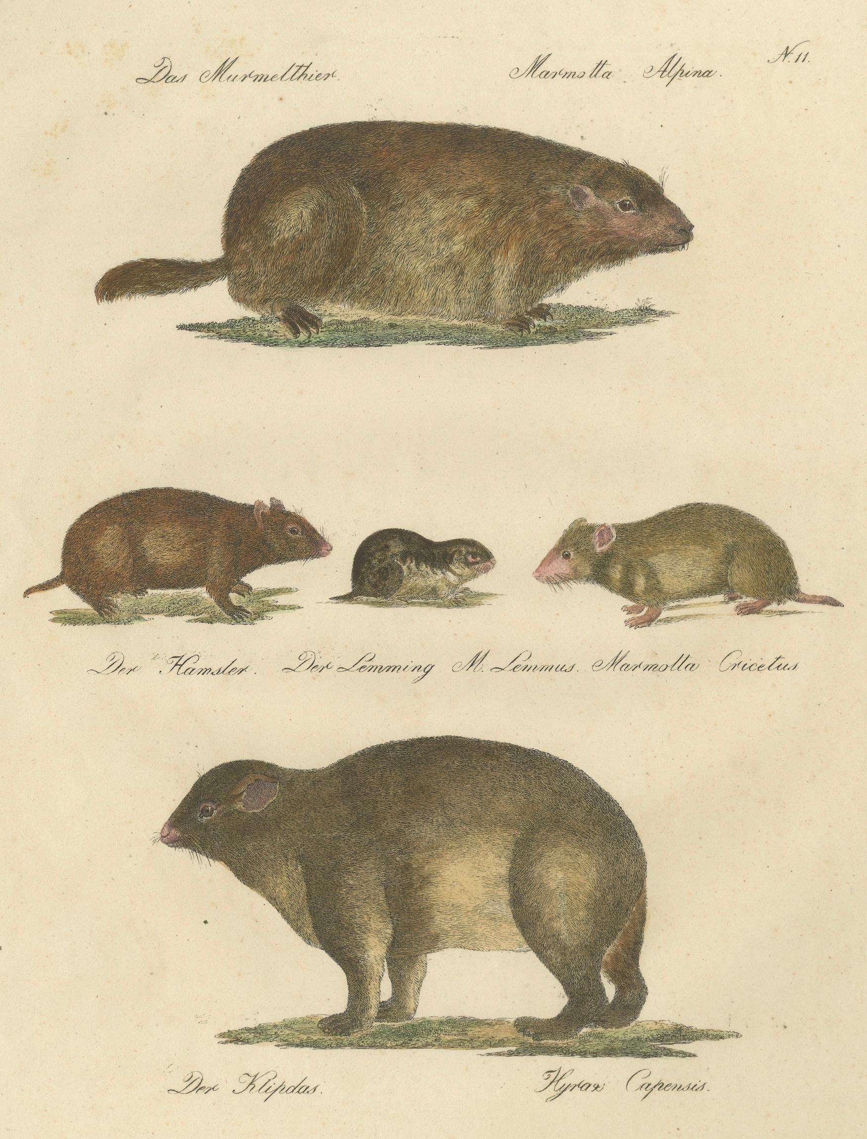 Alpine Marmot, Hamster, Lemming & Rock Hyrax, Brodtmann Lithograph, 1816