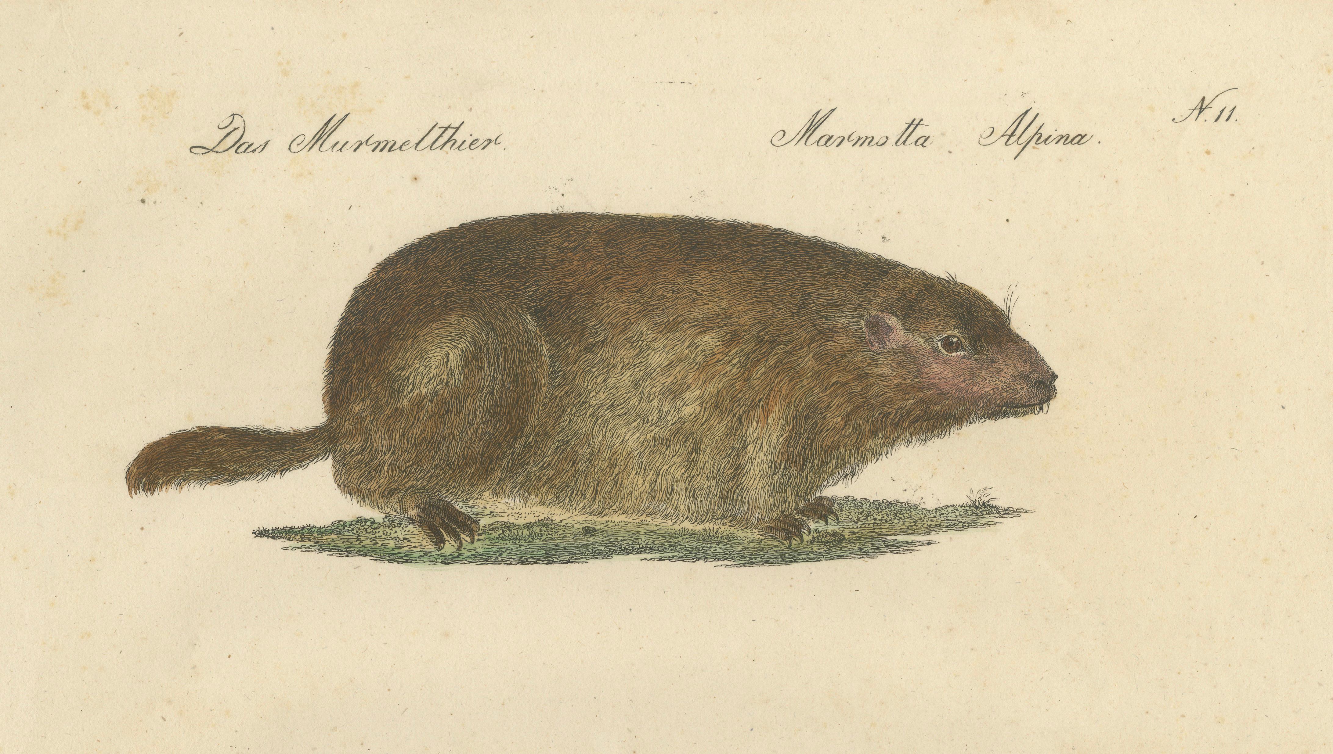 Alpine Marmot, Hamster, Lemming & Rock Hyrax, Brodtmann Lithograph, 1816