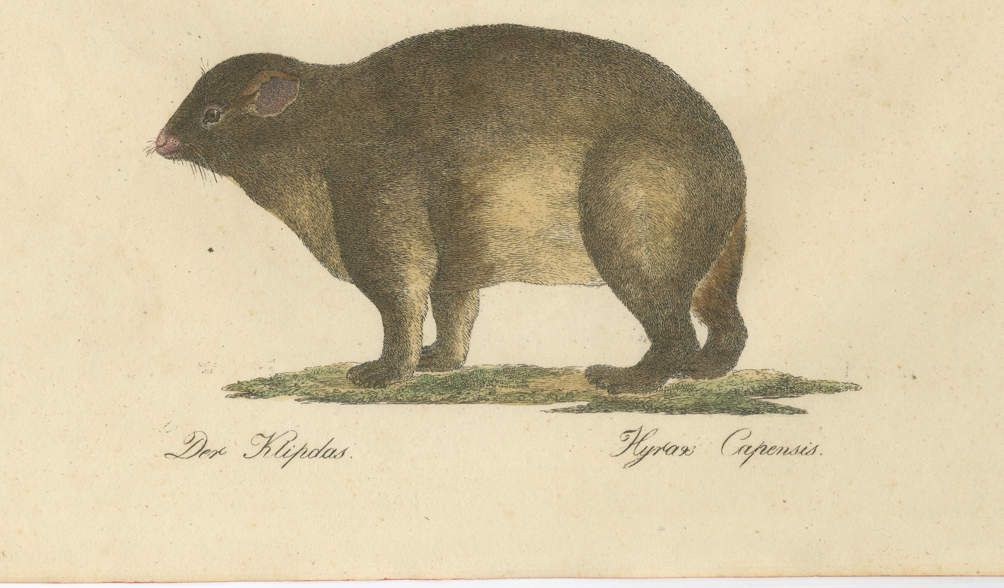 Alpine Marmot, Hamster, Lemming & Rock Hyrax, Brodtmann Lithograph, 1816