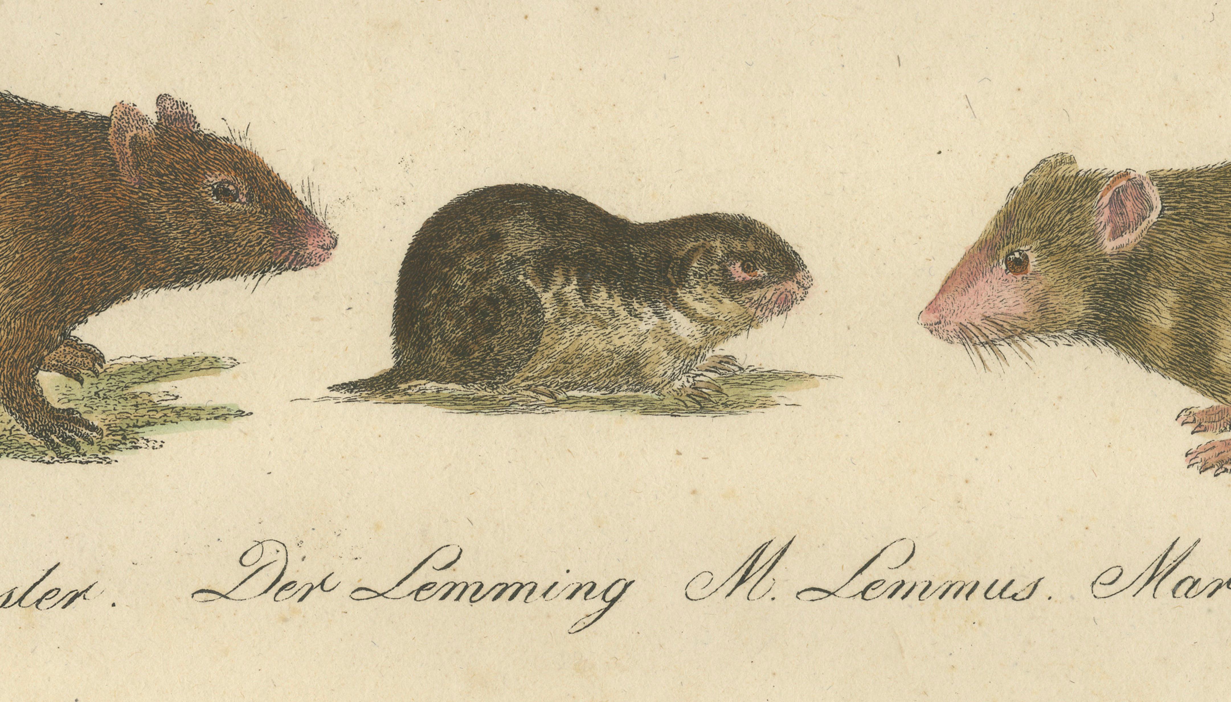 Alpine Marmot, Hamster, Lemming & Rock Hyrax, Brodtmann Lithograph, 1816