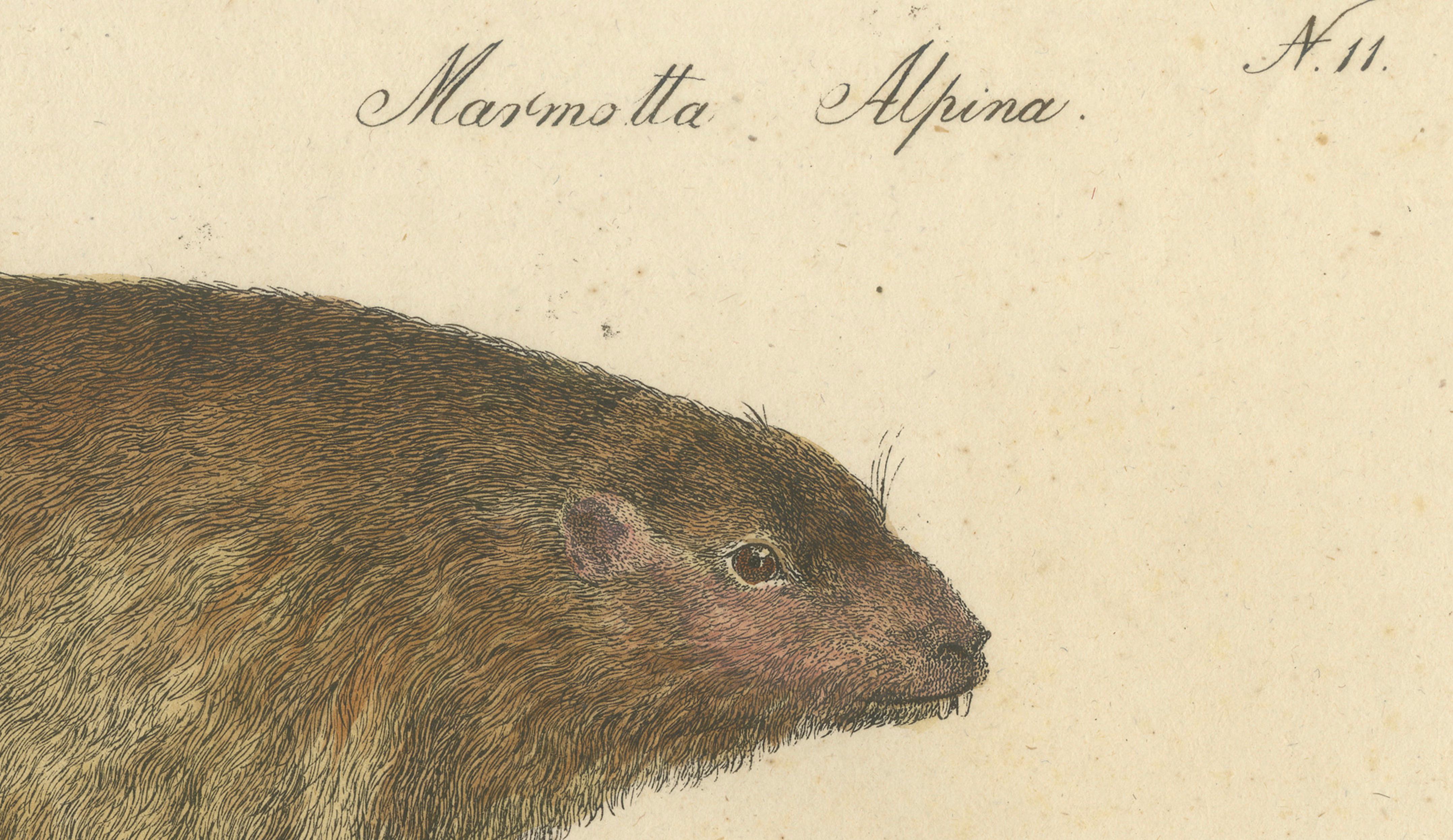 Alpine Marmot, Hamster, Lemming & Rock Hyrax, Brodtmann Lithograph, 1816