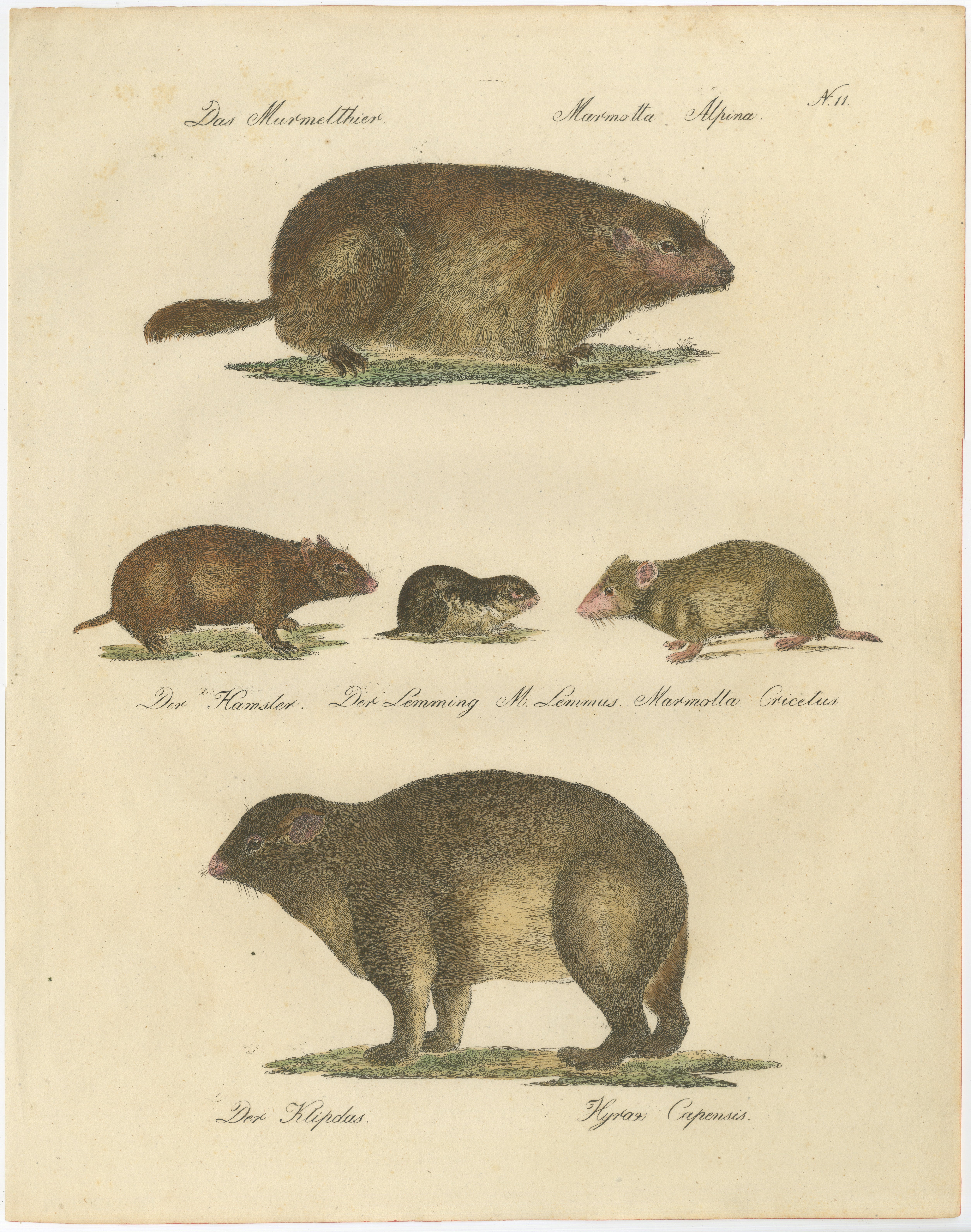 Alpine Marmot, Hamster, Lemming & Rock Hyrax, Brodtmann Lithograph, 1816