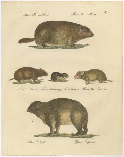 Alpine Marmot, Hamster, Lemming & Rock Hyrax, Brodtmann Lithograph, 1816