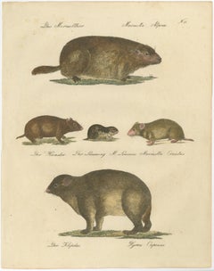 Alpine Marmot, Hamster, Lemming & Rock Hyrax, Brodtmann Lithograph, 1816