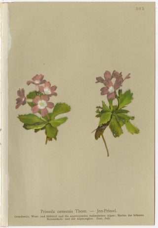 Alpine Primula Botanical Prints, Decorative Floral Set, Palla 1897, view 3