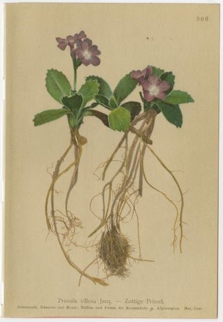 Alpine Primula Botanical Prints, Decorative Floral Set, Palla 1897, view 4