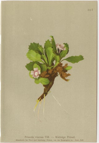 Alpine Primula Botanical Prints, Decorative Floral Set, Palla 1897, view 5